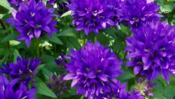 Campanula blooms