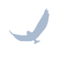 Animated Eagle, in
          graceful flight (as a shadow).